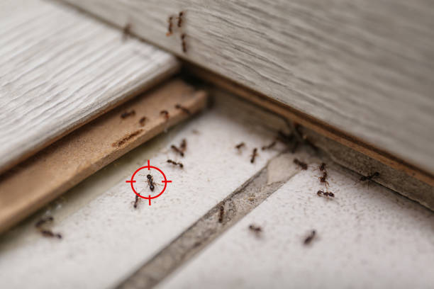 Hazel Dell, WA Pest Control Company