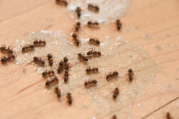 Best Wasp Removal Services  in Hazel Dell, WA